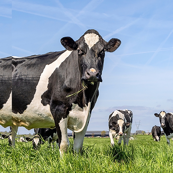 What is Colostrum?  Discover the “Liquid Gold” of Nature